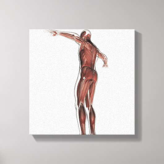 Anatomie des männlichen Muskelsystems, Sicht nach Leinwanddruck (Vorderseite)