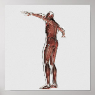 Anatomie des männlichen Muskelsystems, Sicht nach Poster