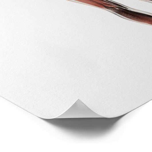 Anatomie des männlichen Muskelsystems, Sicht nach Poster (Ecke)