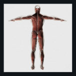 Anatomie des männlichen Muskelsystems, Sicht nach Poster<br><div class="desc">Anatomie der männlichen Muskulatur, posterior Ansicht.</div>