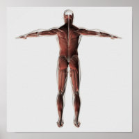 Anatomie des männlichen Muskelsystems, Sicht nach