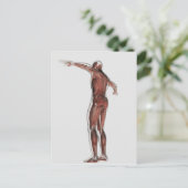 Anatomie des männlichen Muskelsystems, Sicht nach Postkarte (Stehend Vorderseite)