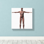 Anatomie des männlichen Muskelsystems, Vorderansic Leinwanddruck (Insitu (Holzboden))
