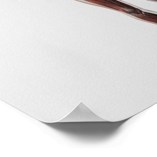 Anatomie des männlichen Muskelsystems, Vorderansic Poster (Ecke)