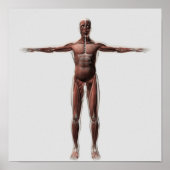 Anatomie des männlichen Muskelsystems, Vorderansic Poster (Vorne)
