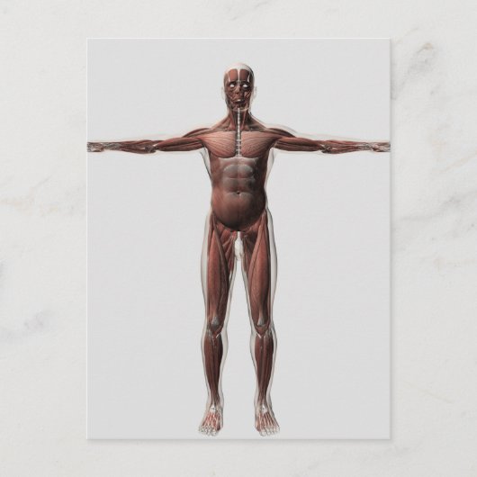 Anatomie des männlichen Muskelsystems, Vorderansic Postkarte (Vorderseite)