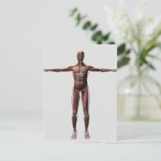 Anatomie des männlichen Muskelsystems, Vorderansic Postkarte (Stehend Vorderseite)