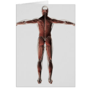 Anatomie des männlichen muskulösen Systems,