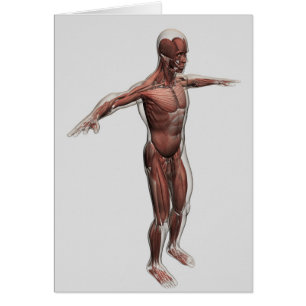 Anatomie des männlichen muskulösen Systems,