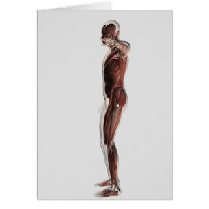 Anatomie des männlichen muskulösen Systems,