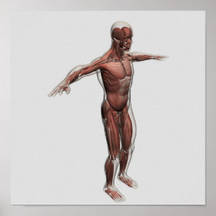 Anatomie des männlichen muskulösen Systems, Poster