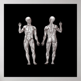 Anatomie des Menschen - Das Muskelsystem Poster