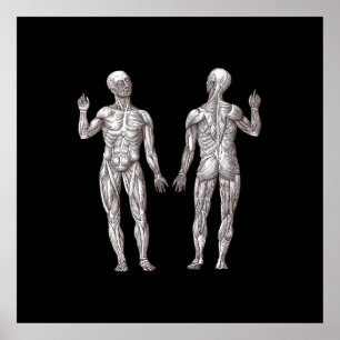 Anatomie des Menschen - Das Muskelsystem Poster