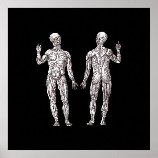 Anatomie des Menschen - Das Muskelsystem Poster (Vorne)