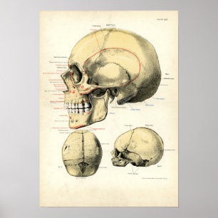 Anatomie des Menschen - Der Schädel Poster