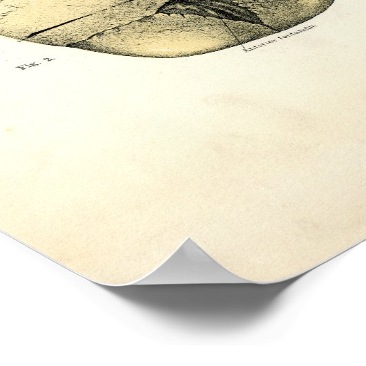 Anatomie des Menschen - Der Schädel Poster (Ecke)