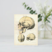 Anatomie des Menschen - Der Schädel Postkarte (Stehend Vorderseite)