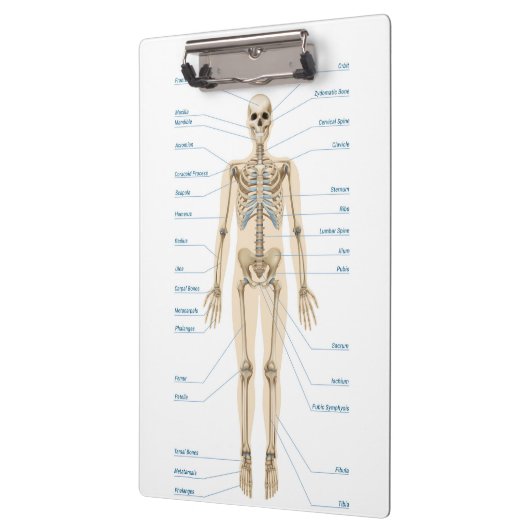 Anatomie des Menschen Klemmbrett (Links)