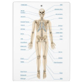 Anatomie des Menschen Klemmbrett (Rückseite)