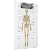 Anatomie des Menschen Klemmbrett (Rechts)