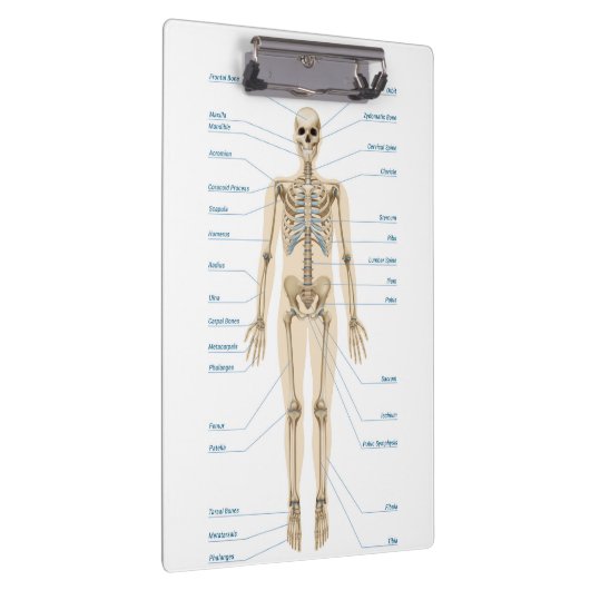 Anatomie des Menschen Klemmbrett (Rechts)