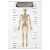 Anatomie des Menschen Klemmbrett (Vorderseite)