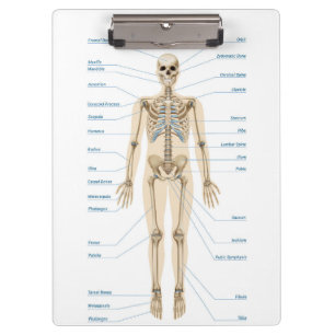 Anatomie des Menschen Klemmbrett