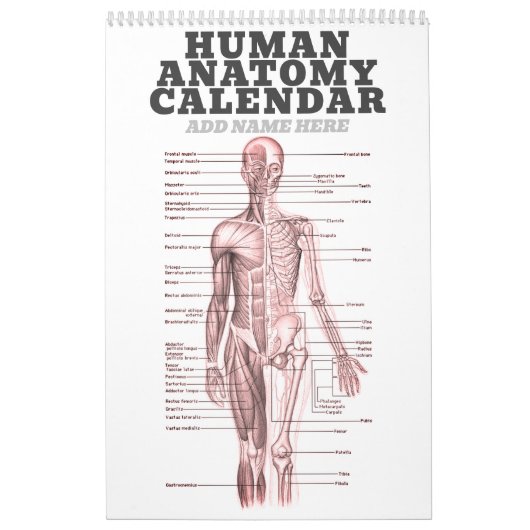 Anatomie des Menschen Medizinisches Diagramm Neuhe Kalender (Titelbild)