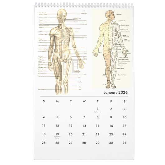 Anatomie des Menschen Medizinisches Diagramm Neuhe Kalender (Jan 2026)