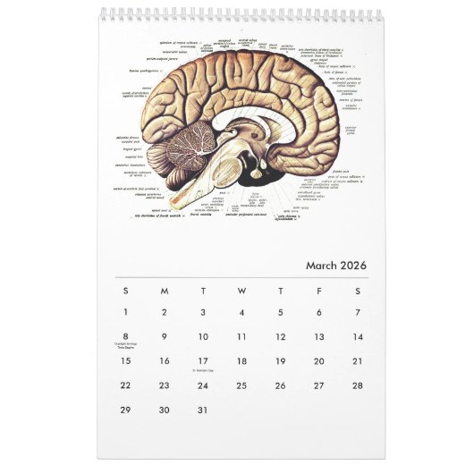 Anatomie des Menschen Medizinisches Diagramm Neuhe Kalender (Mär 2026)