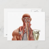 Anatomie des Menschen mit tiefen Muskeln im Nacken Postkarte (Vorne/Hinten)