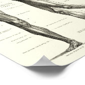 Anatomie des Menschen, Muskeln des menschlichen Kö Poster (Ecke)