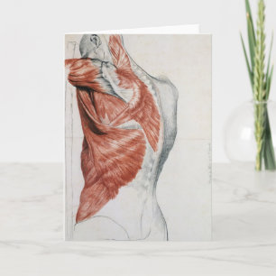 Anatomie des Menschen; Muskeln des Torso und der S Karte