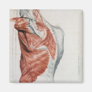 Anatomie des Menschen; Muskeln des Torso und der S Magnet