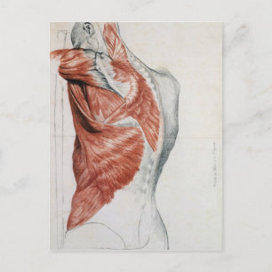 Anatomie des Menschen; Muskeln des Torso und der S Postkarte