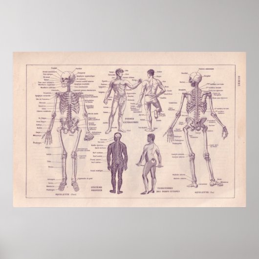 Anatomie des Menschen Poster (Vorne)