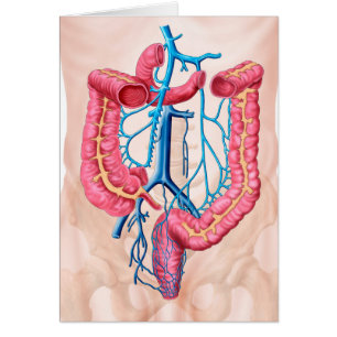 Anatomie des menschlichen Abdominal- Ader-Systems