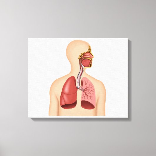 Anatomie des menschlichen Atemsystems Leinwanddruck (Vorderseite)