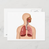 Anatomie des menschlichen Atemsystems Postkarte (Vorne/Hinten)