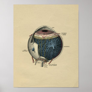 Anatomie des menschlichen Auges 1902 Vintage-Druck Poster