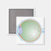 Anatomie des menschlichen Auges Magnet (Vorderseite/Rückseite)