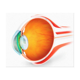 Anatomie des menschlichen Auges, Perspektive Leinwanddruck