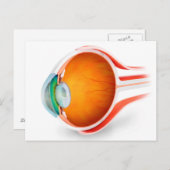 Anatomie des menschlichen Auges, Perspektive Postkarte (Vorne/Hinten)
