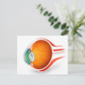 Anatomie des menschlichen Auges, Perspektive Postkarte (Stehend Vorderseite)