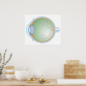 Anatomie des menschlichen Auges Poster (Küche)