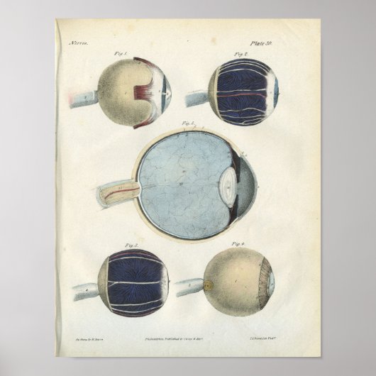 Anatomie des menschlichen Auges Poster (Vorne)