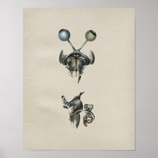 Anatomie des menschlichen Auges Vintag Poster (Vorne)