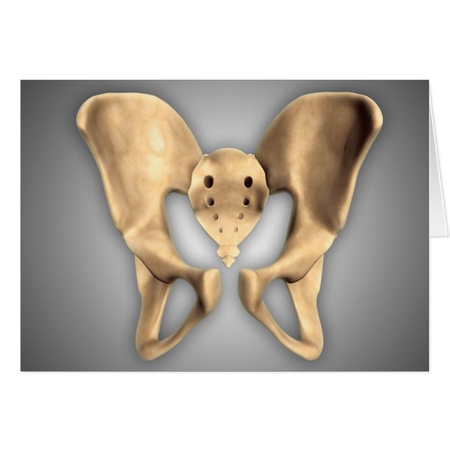 Anatomie des menschlichen Beckenknochens 2 (Vorderseite (Horizontal))