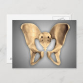 Anatomie des menschlichen Beckenknochens 2 Postkarte (Vorne/Hinten)