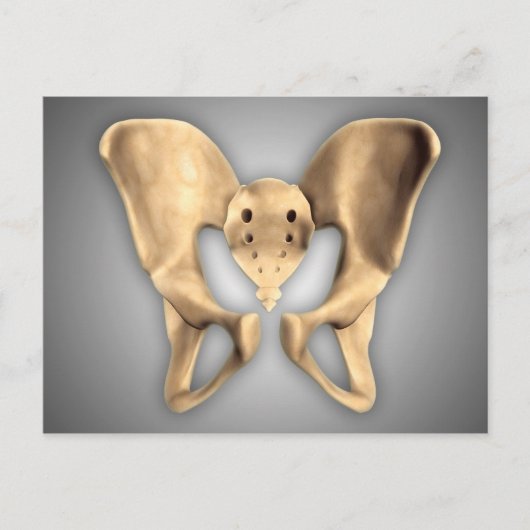 Anatomie des menschlichen Beckenknochens 2 Postkarte (Vorderseite)